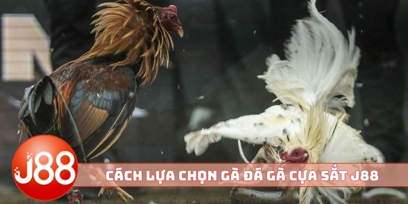 Cách lựa chọn gà đá gà cựa sắt J88 hấp dẫn