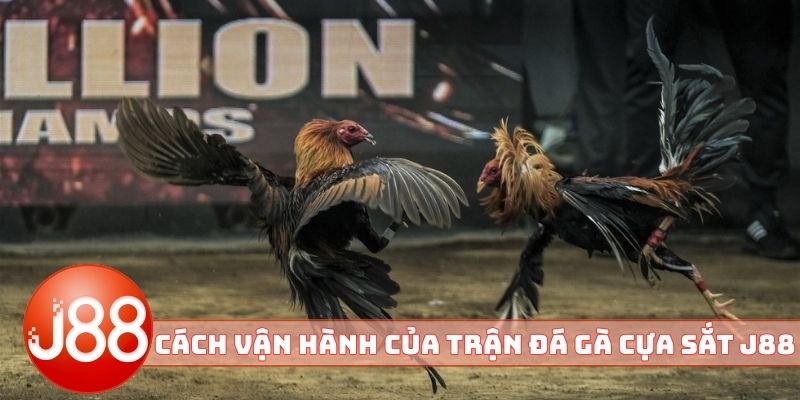 Cách vận hành của trận đá gà cựa sắt J88 cơ bản