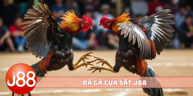 đá gà cựa sắt J88