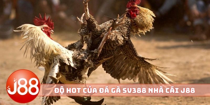 Độ HOT nổi bật của đá gà SV388 nhà cái J88