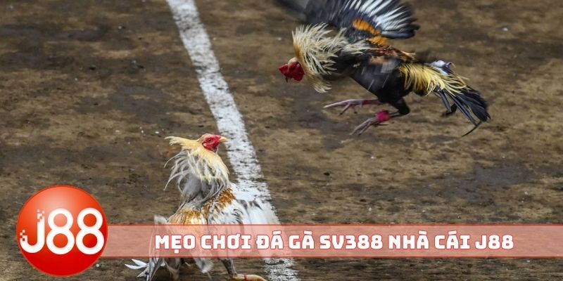 Mẹo chơi đá gà SV388 nhà cái J88 đỉnh chóp