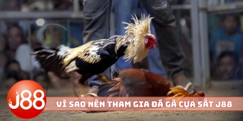 Vì sao nên tham gia đá gà cựa sắt J88